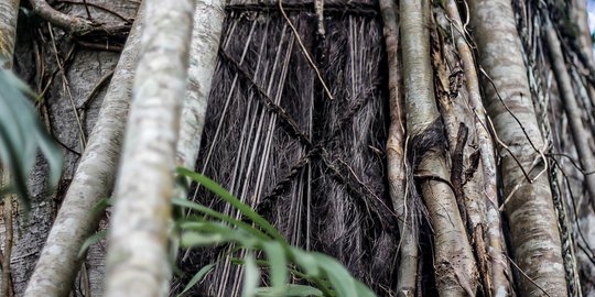 Menelusuri Pasilliran Kambira, Kuburan Bayi di Pohon Tana Toraja