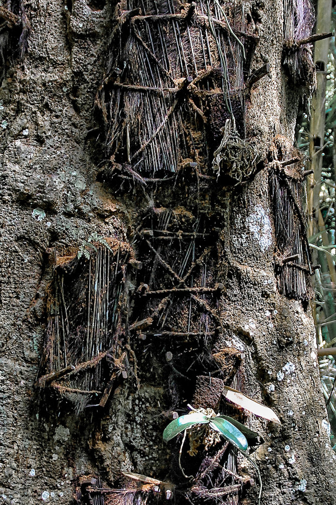 kuburan bayi di pohon