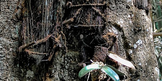 Bikin Bulu Kuduk Berdiri, Menyambangi Kuburan dalam Pohon Toraja