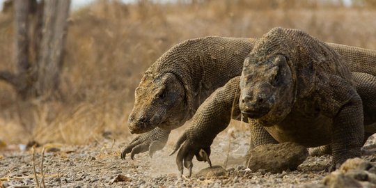 BTNK Pastikan Tak Ada Komodo di Lokasi Sabana Laju Pemali yang Terbakar