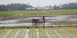 Sektor Pertanian Dapat Bertahan di Tengah Pandemi