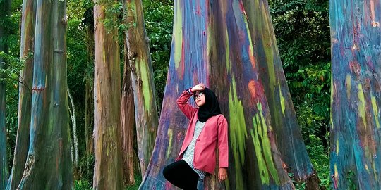 Mengunjungi Hutan Pohon Pelangi Raksasa Bondowoso, Indah bak Lukisan