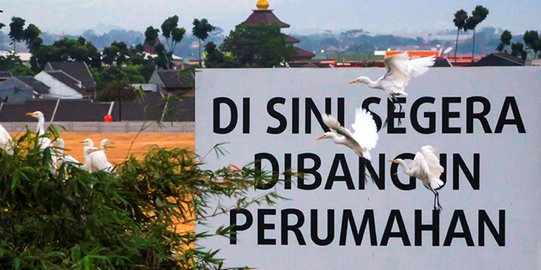 Melihat Nasib Burung Kuntul di Bandung yang Tergusur Pembangunan Infrastruktur