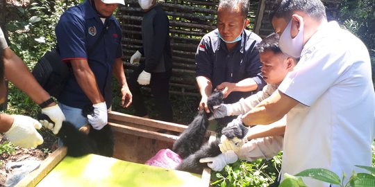 10 Tahun Dipelihara Warga Musi Banyuasin, Owa Siamang Ini Akhirnya Bebas - Vimarsana News