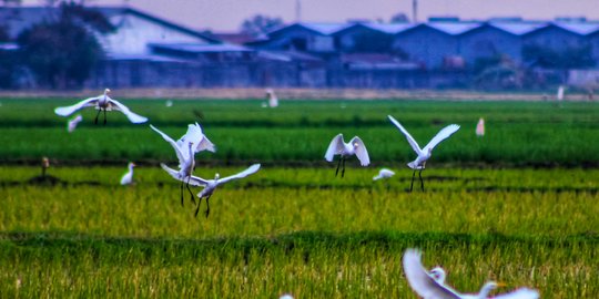 Nasib Malang Kawanan Burung Kuntul Tergusur Megaproyek Bandung Teknopolis