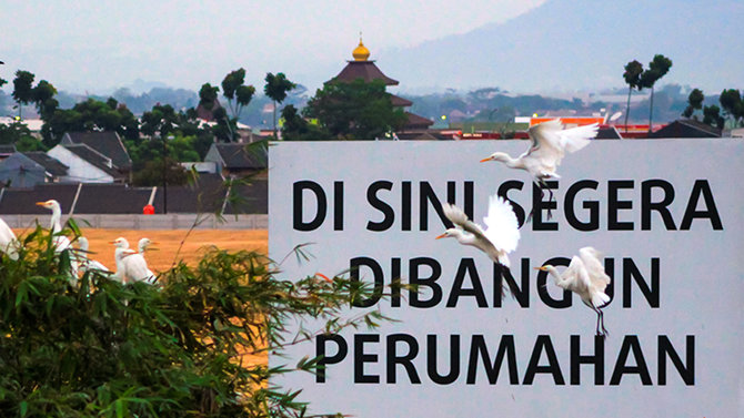 burung kuntul tergusur infrastruktur
