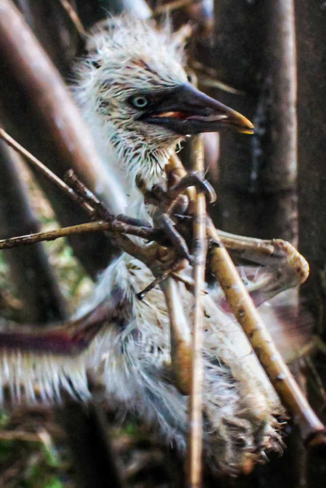 burung kuntul tergusur infrastruktur