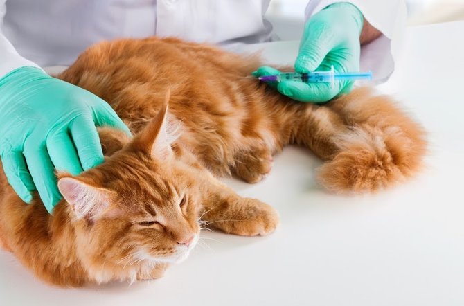 Berapa biaya vaksin kucing