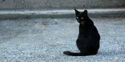 6 Arti Mimpi Kucing Yang Perlu Dipahami Bisa Jadi Pertanda Baik Merdeka Com 6 Arti Mimpi Kucing Yang Perlu Dipahami Bisa Jadi Pertanda Baik Merdeka Com