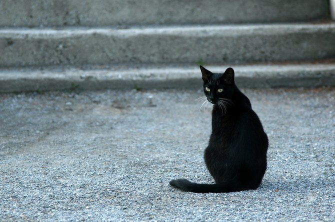 ilustrasi kucing hitam