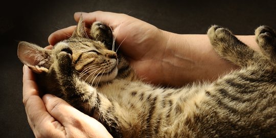 Virus Kucing yang Sering Terjadi, Ketahui Gejala dan Cara Mengatasinya