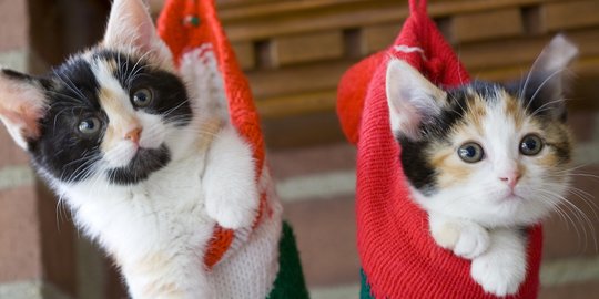 Makanan untuk Kucing Kecil Usia 1 Bulan, Perhatikan Kebutuhan Nutrisinya