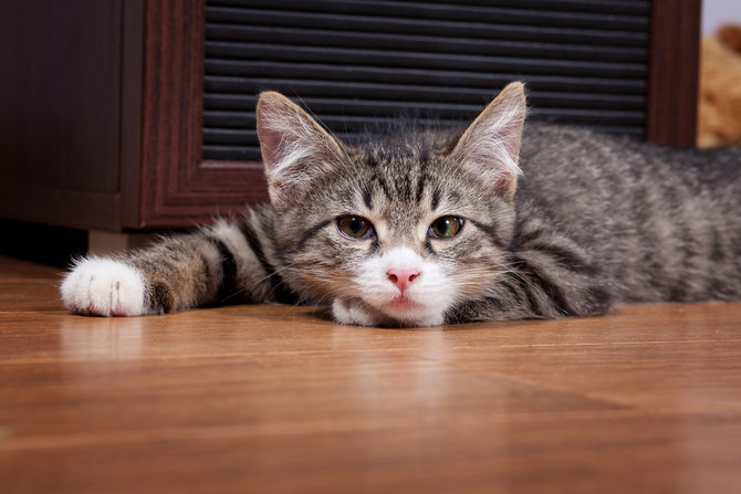 ilustrasi kucing