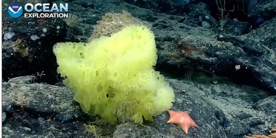 Unik, Para Ilmuwan Ini Temukan Makhluk Laut Mirip Karakter SpongeBob dan Patrick