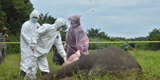 Dalam Tujuh Tahun, 49 Gajah Mati di Aceh