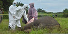 Gajah Mati Tanpa Kepala Ditemukan di Aceh Timur, 5 Orang Pelaku Ditangkap