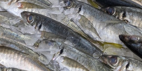 6 Resep Ikan Kembung ala Rumahan, Enak dan Bikin Nagih