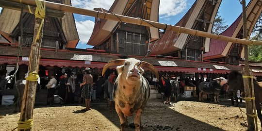 Melihat Kerbau Termahal di Tana Toraja, Capai 1 Miliar