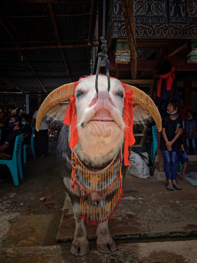 kerbau belang toraja