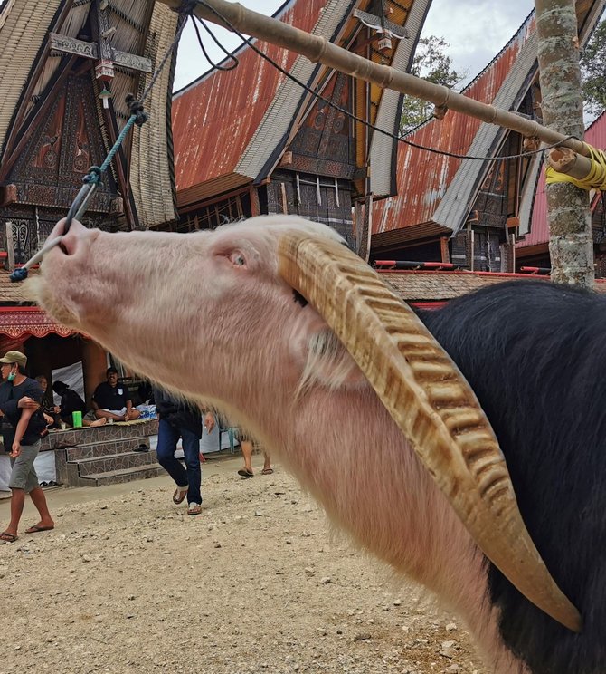 kerbau belang toraja