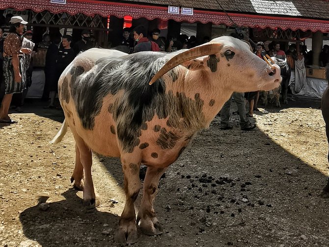 kerbau belang toraja