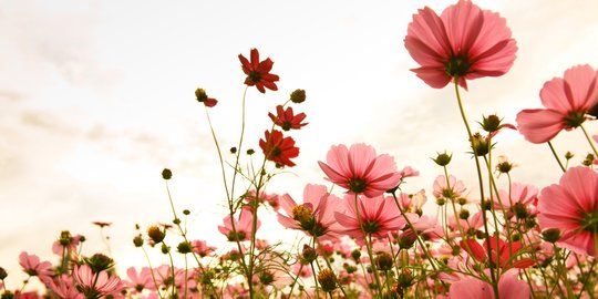 48 Caption Bunga yang Cocok untuk Instagram, Menawan dan Menyentuh Hati
