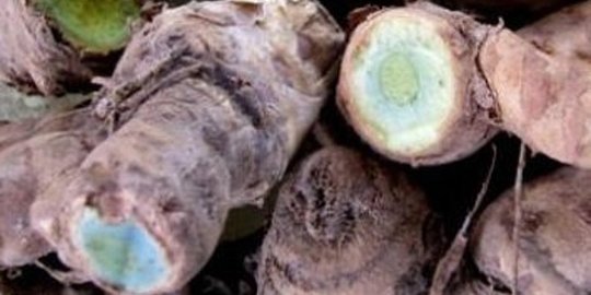 7 Khasiat Temu Ireng untuk Kesehatan, Herbal Mujarab untuk Sakit Dalam dan Luar