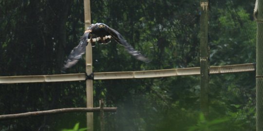 Elang Garuda 'Araga' dan 'Moris' Dilepasliarkan di Hutan TNBTS