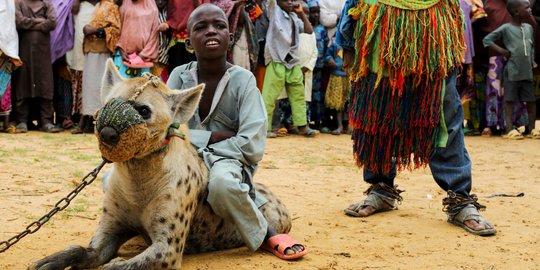 Potret Hyena, Binatang Buas yang Jadi Peliharaan di Nigeria