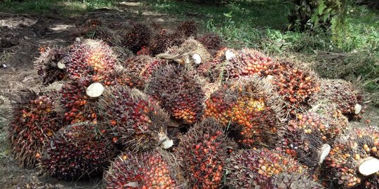 Harga CPO Membaik, Petani Sawit Nyaris Tak Terdampak Pandemi Covid-19