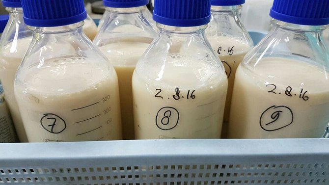 susu fermentasi lowkol