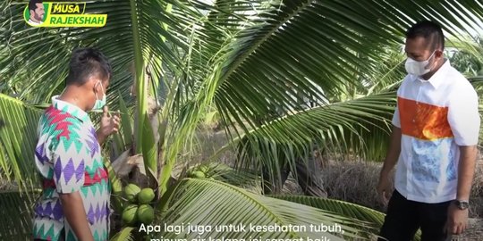 Satu-satunya di Sumut, Kebun Kelapa Pandan Wangi Milik Warga Ini Curi Perhatian Wagub