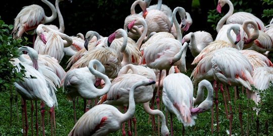 Mengintip Kehidupan Flamingo di Kowloon Park Hong Kong