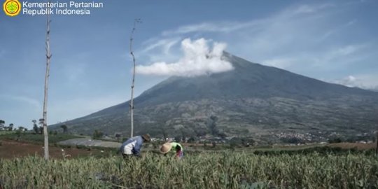 Diwariskan Turun-Temurun, Begini Kisah Petani Bawang Putih di Temanggung