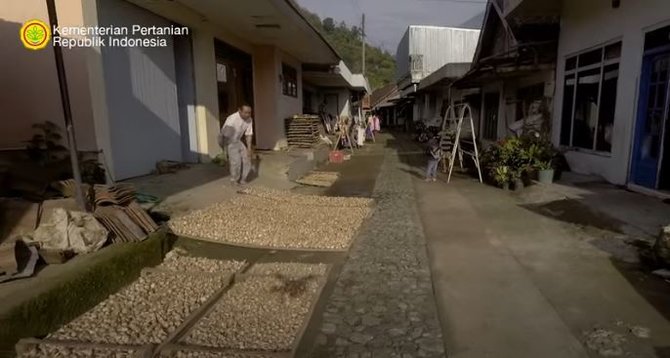 kisah petani bawang putih di temanggung