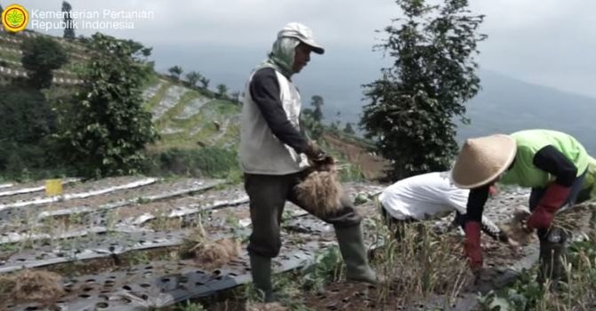 kisah petani bawang putih di temanggung