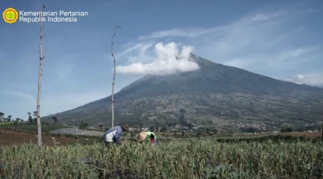 kisah petani bawang putih di temanggung