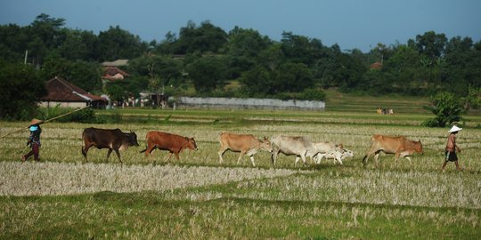 Menggembala Sapi di Desa Ridogalih