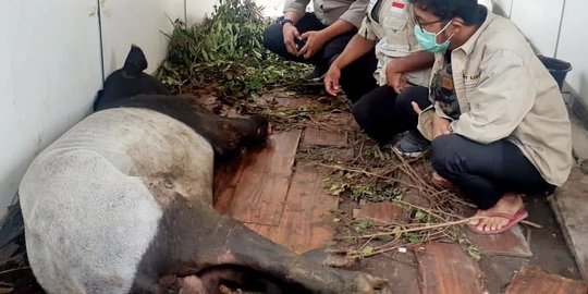 Kaki Tapir di Riau Putus Terkena Jerat di Konsesi