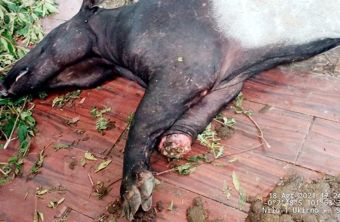 kaki tapir putus terkena jerat