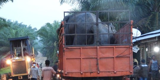 Rusak Kebun Warga, 2 Gajah Sumatera Dievakuasi ke TNTN