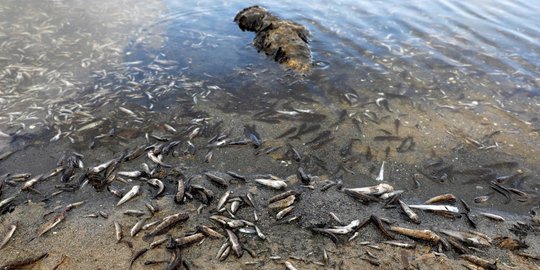 Ribuan Ikan Mati Terdampar Akibat Perubahan Iklim