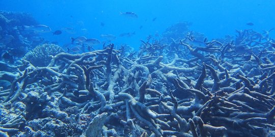 Terumbu Karang di Karibia Mati Akibat Penyakit Misterius Mirip Covid-19