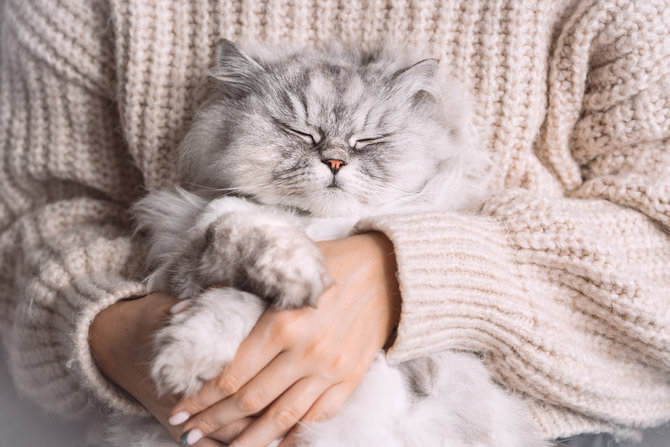Karakteristik Kucing Persia Kecil, Kenali Ciri Tubuh dan Sifatnya 