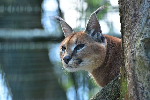 kucing caracal