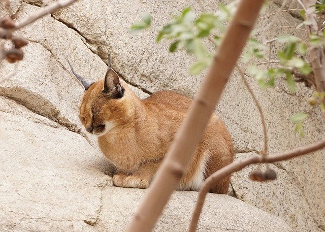 kucing caracal