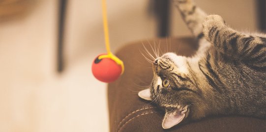 Jenis Mainan Kucing yang Banyak Disukai, Buat Peliharaan Semakin 