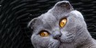 Mengenal Kucing Scottish Fold dengan Bentuk Telinga yang Unik, Bikin Gemas