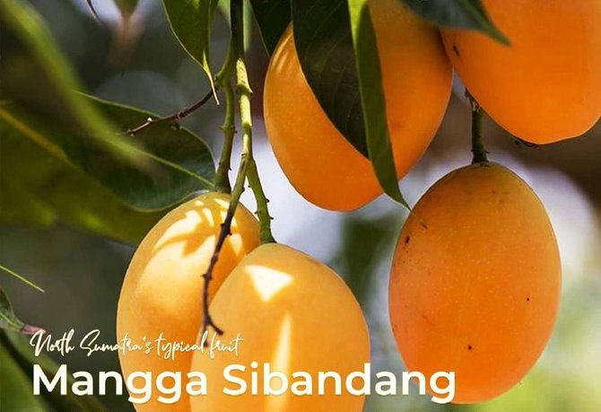 jadi komoditas andalan nikmati lezatnya 3 buah khas sumut