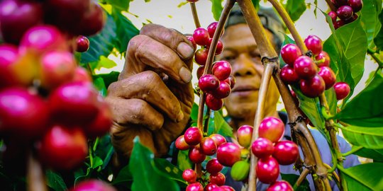 Mencicipi Cita Rasa dan Aroma Kopi Gunung Puntang, Unggul Diakui Dunia